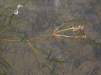 Potamogeton trichoides