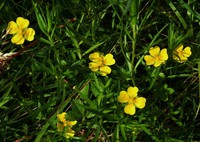 Potentilla anglica