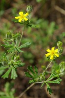 Potentilla argentea
