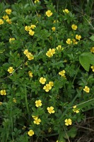 Potentilla erecta
