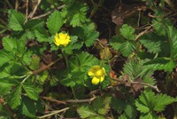 Potentilla indica