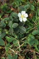 Potentilla montana