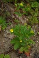 Potentilla norvegica