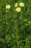 Potentilla recta