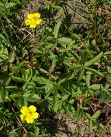 Potentilla reptans
