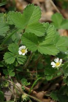 Potentilla sterilis