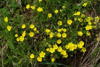 Potentilla verna