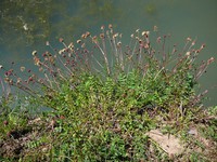 Poterium sanguisorba