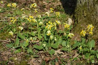 Primula veris