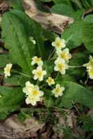 Primula vulgaris