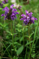 Prunella grandiflora