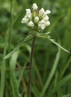 Prunella laciniata