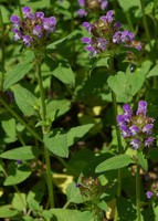 Prunella vulgaris