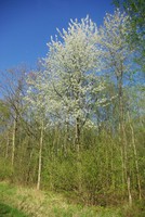 Prunus avium