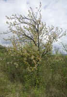 Prunus cerasus