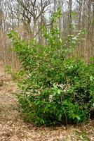 Prunus laurocerasus