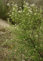 Prunus mahaleb