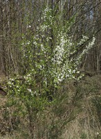 Prunus spinosa