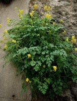 Pseudofumaria lutea
