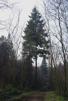 Pseudotsuga menziesii