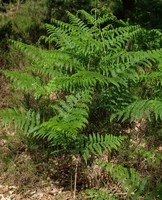 Pteridium aquilinum