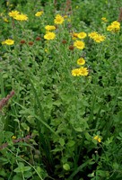 Pulicaria dysenterica