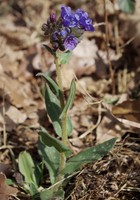 Pulmonaria longifolia