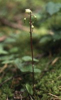 Pyrola chlorantha