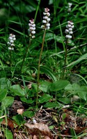 Pyrola minor