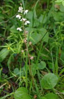 Pyrola rotundifolia