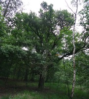 Pyrus communis