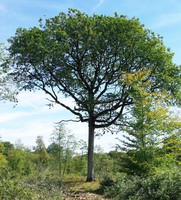 Quercus petraea