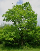 Quercus pubescens