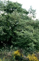 Quercus pyrenaica