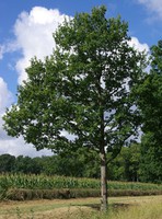 Quercus robur