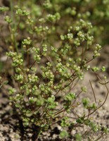 Radiola linoides