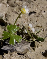 Ranunculus aquatilis