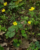Ranunculus auricomus
