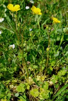 Ranunculus bulbosus