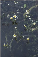 Ranunculus circinatus