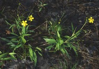 Ranunculus flammula
