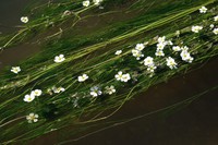 Ranunculus fluitans