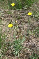 Ranunculus gramineus