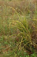 Reseda luteola