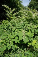 Reynoutria japonica