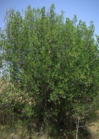 Rhamnus alaternus
