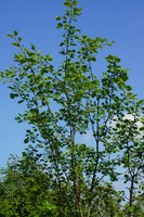 Rhamnus cathartica