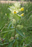 Rhinanthus alectorolophus