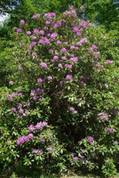 Rhododendron ponticum