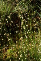 Rhynchospora alba